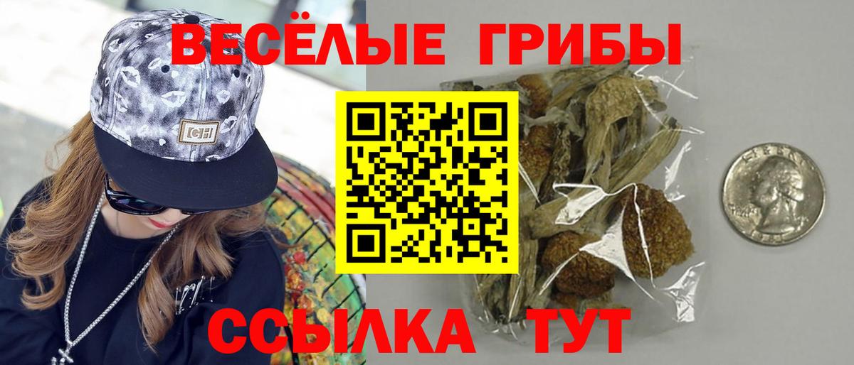 где продают наркотики  Вход с VPN  Гудермес  Псилоцибиновые грибы прущие грибы  Псилоцибиновые грибы Psilocybine cubensis 